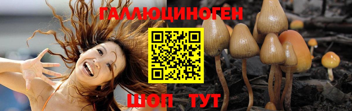 Галлюциногенные грибы Psilocybine cubensis Заречный